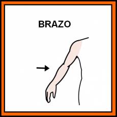 BRAZO - Pictograma (color)
