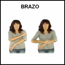BRAZO - Signo