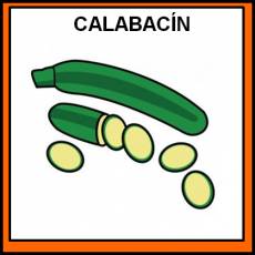 CALABACÍN - Pictograma (color)
