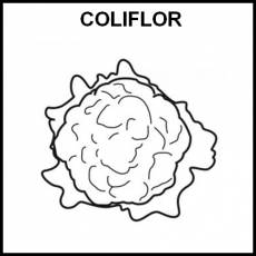 COLIFLOR - Pictograma (blanco y negro)