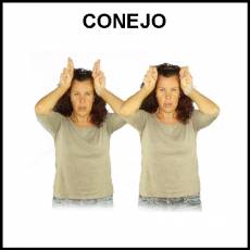 CONEJO - Signo