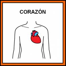 CORAZÓN (ÓRGANO) - Pictograma (color)