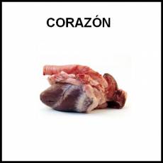 CORAZÓN (ÓRGANO) - Foto