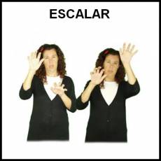 ESCALAR - Signo