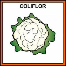 COLIFLOR - Pictograma (color)