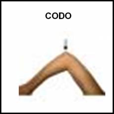 CODO - Foto