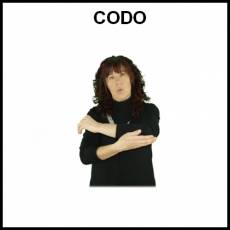 CODO - Signo