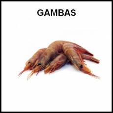 GAMBAS - Foto