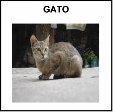 GATO - Foto