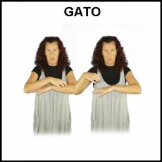 GATO - Signo