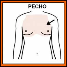 PECHO - Pictograma (color)