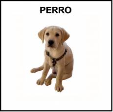 PERRO - Foto
