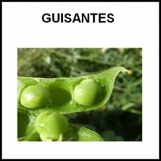 GUISANTES - Foto