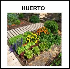 HUERTO - Foto