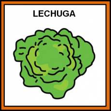 LECHUGA - Pictograma (color)