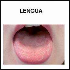 LENGUA - Foto