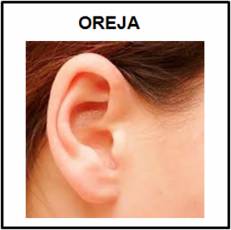 OREJA - Foto