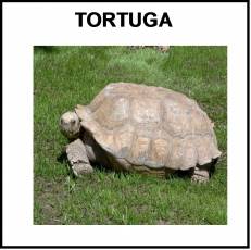 TORTUGA - Foto