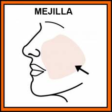 MEJILLA - Pictograma (color)