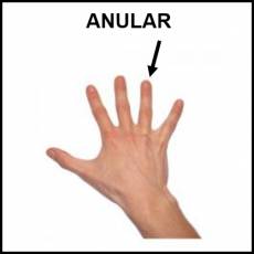 ANULAR (DEDO) - Foto