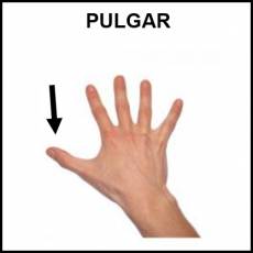 PULGAR - Foto