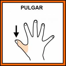 PULGAR - Pictograma (color)