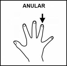 ANULAR (DEDO) - Pictograma (blanco y negro)