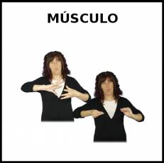 MÚSCULO - Signo