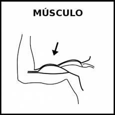 MÚSCULO - Pictograma (blanco y negro)