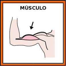 MÚSCULO - Pictograma (color)