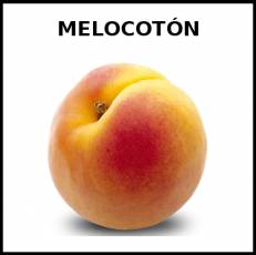 MELOCOTÓN - Foto