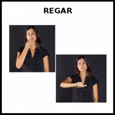 REGAR - Signo
