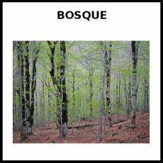 BOSQUE - Foto