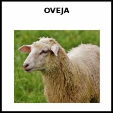 OVEJA - Foto
