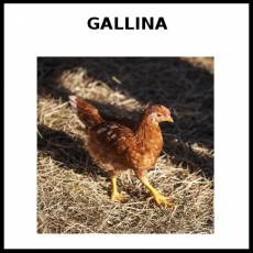 GALLINA - Foto