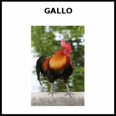 GALLO - Foto