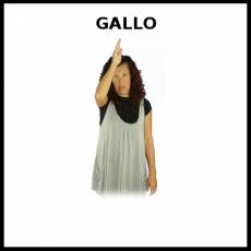 GALLO - Signo