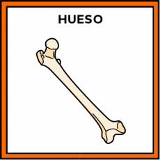 HUESO - Pictograma (color)