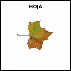 HOJA (ÁRBOL) - Foto