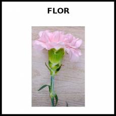 FLOR - Foto