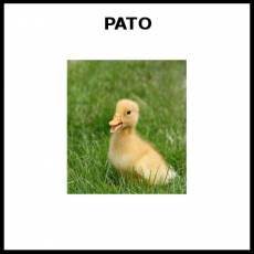 PATO - Foto