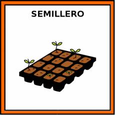 SEMILLERO - Pictograma (color)