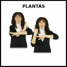 PLANTAS - Signo