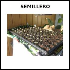 SEMILLERO - Foto