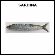SARDINA (ANIMAL) - Foto