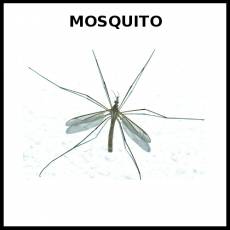 MOSQUITO - Foto
