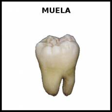 MUELA - Foto