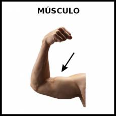 MÚSCULO - Foto