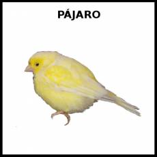 PÁJARO - Foto