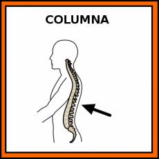 COLUMNA (VERTEBRAL) - Pictograma (color)